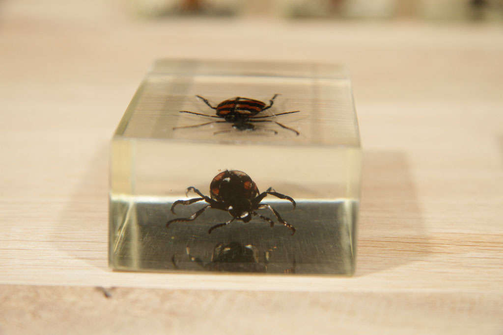 American Bugs in Lucite Casing For Sale