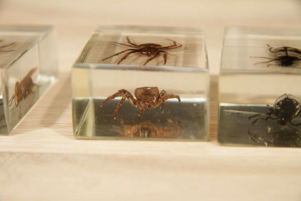 Contemporary Bugs in Lucite Casing For Sale