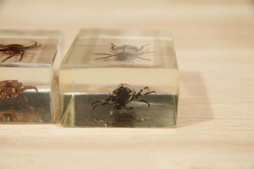 Bugs in Lucite Casing For Sale 1
