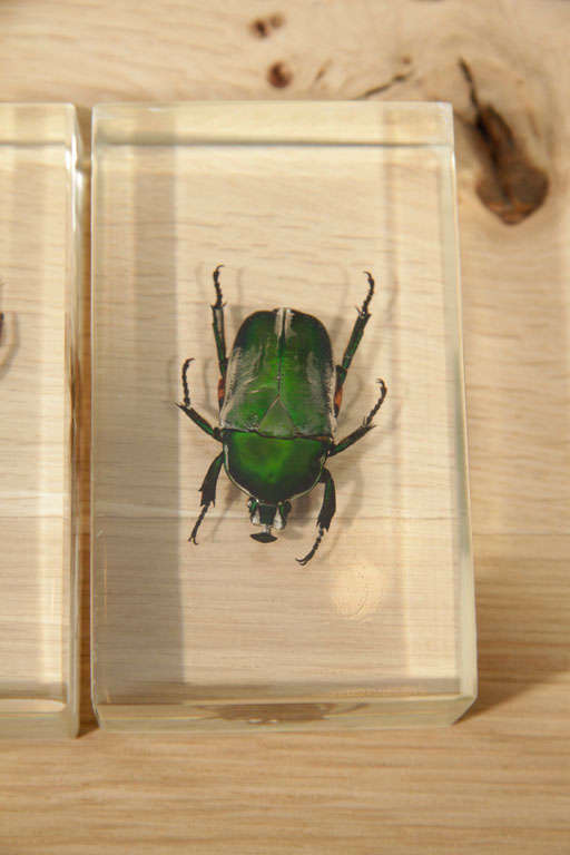 Bugs in Lucite Casing For Sale 3