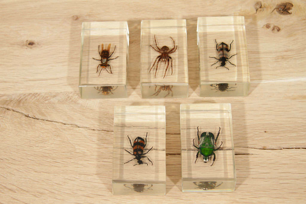 Bugs in Lucite Casing For Sale 4