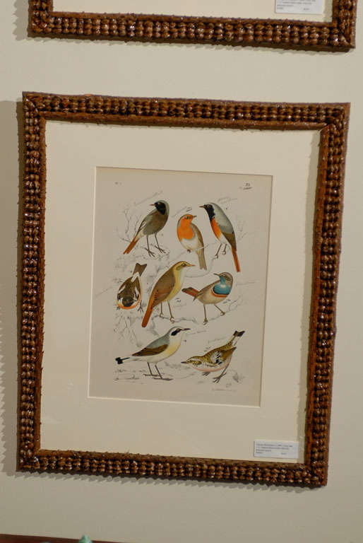 This is a set of wonderful bird prints.  Some of the prints have hand written notes identifying certain birds.  The prints are late 19th Century.  The frames are hand made with pine cone details.  They are incredibly interesting frames made by Fred