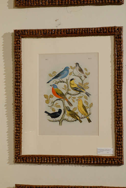 Glass 19th Century Set of 6 English Bird Prints in Pine Cone Frames