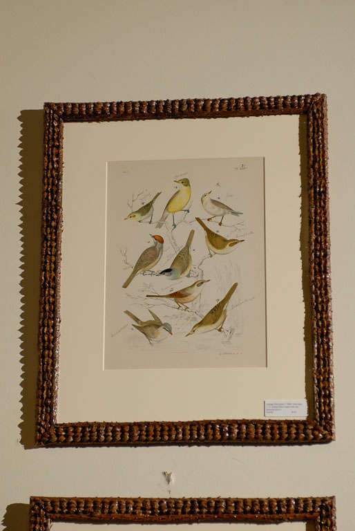 19th Century Set of 6 English Bird Prints in Pine Cone Frames 2