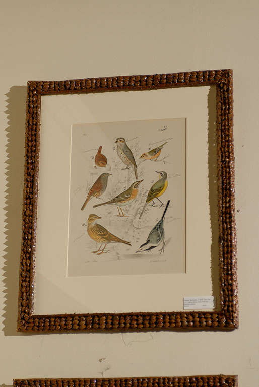 19th Century Set of 6 English Bird Prints in Pine Cone Frames 3