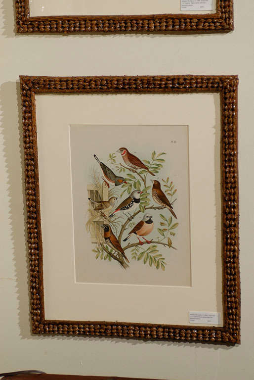 19th Century Set of 6 English Bird Prints in Pine Cone Frames 4