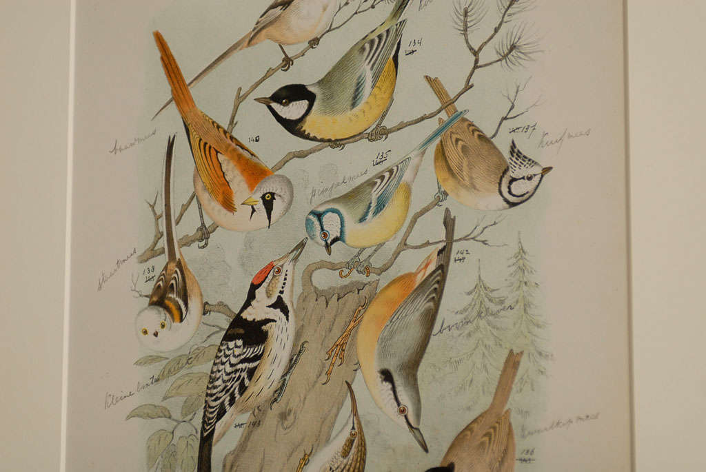 19th Century Set of 6 English Bird Prints in Pine Cone Frames 5