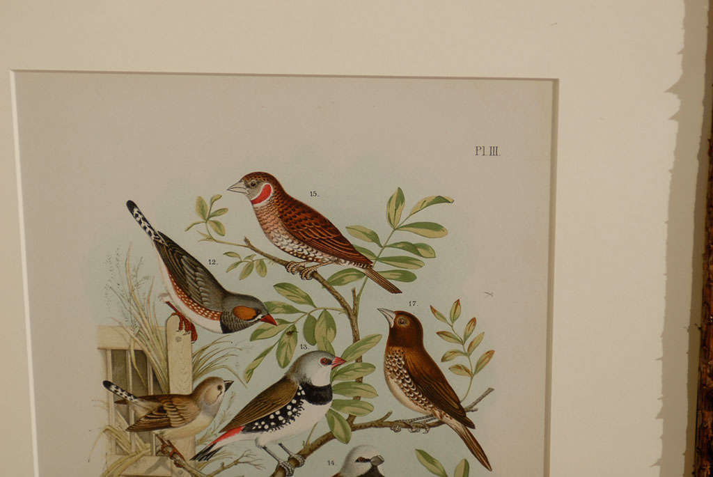 19th Century Set of 6 English Bird Prints in Pine Cone Frames 6