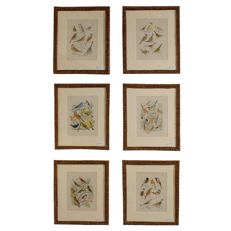 19th Century Set of 6 English Bird Prints in Pine Cone Frames
