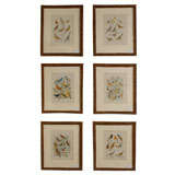 19th Century Set of 6 English Bird Prints in Pine Cone Frames
