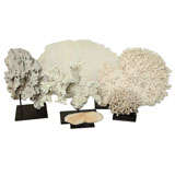 Antique An Extraordinary Collection of Oversized Large Corals