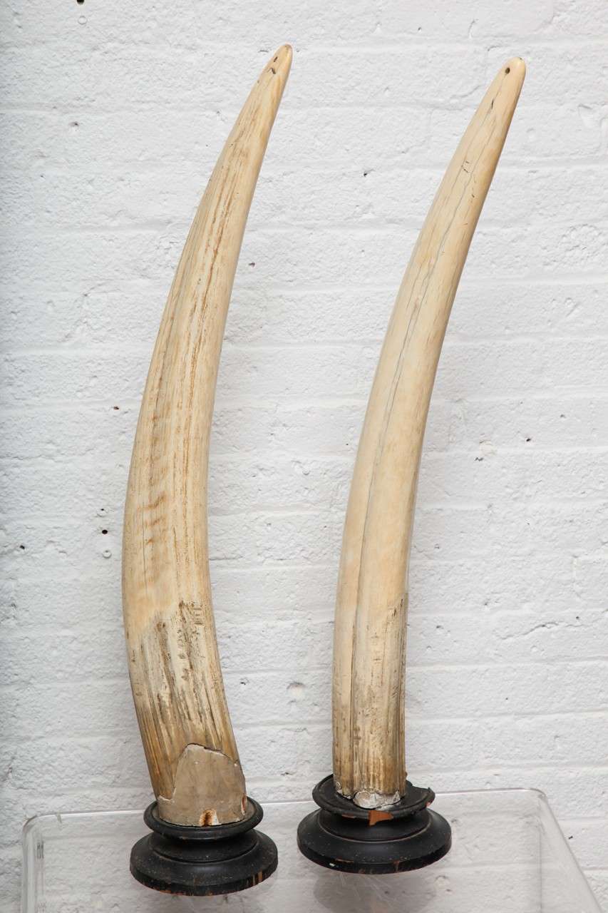 An early English pair of Ivory Walrus Tusks set upon black wooden mounts.
