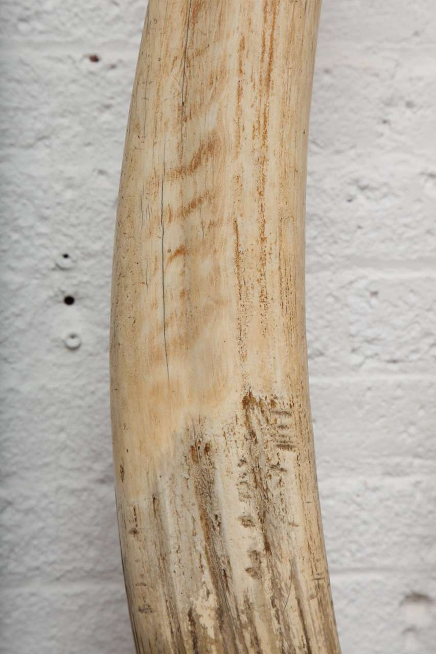 real walrus tusk for sale