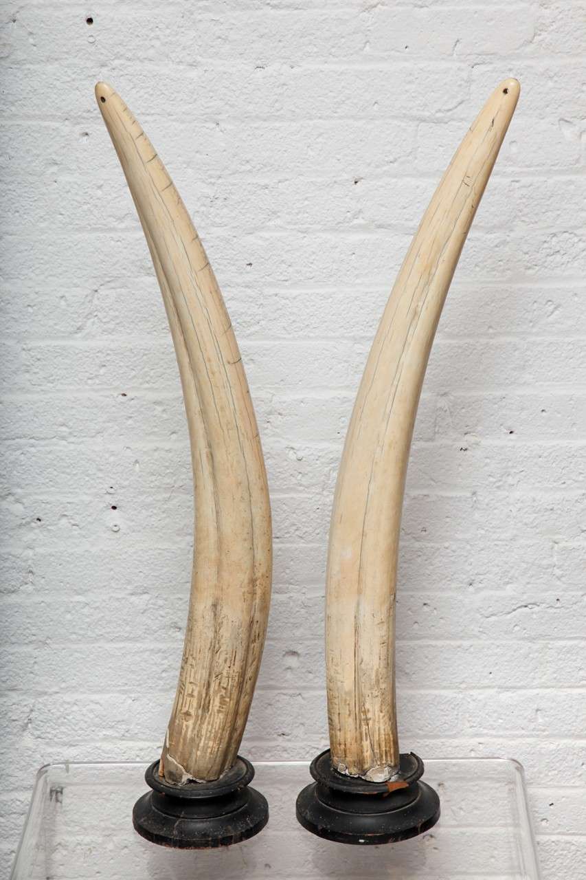 British 18th c. Walrus Tusks