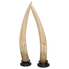 18th c. Walrus Tusks