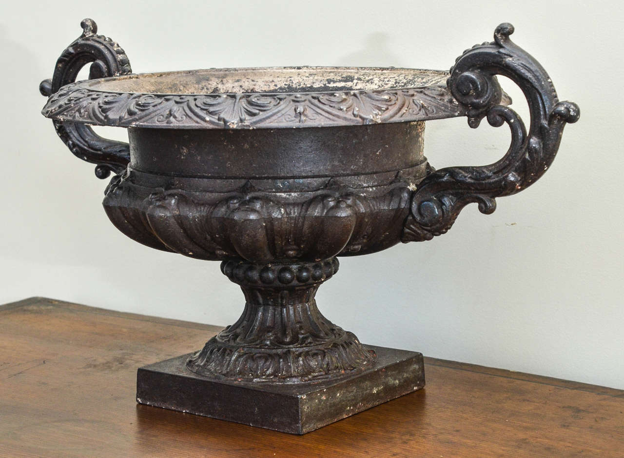 English polished cast iron neoclassical Urn with large S-scrolled handles. The shallow circular bowl has a rim with anthemonian pattern decoration. The lower half of the bowl has a lobed surface above a beaded and foliate decorated. Circular base on