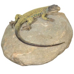 Austrian Bronze Lizard by, Franz Bergman
