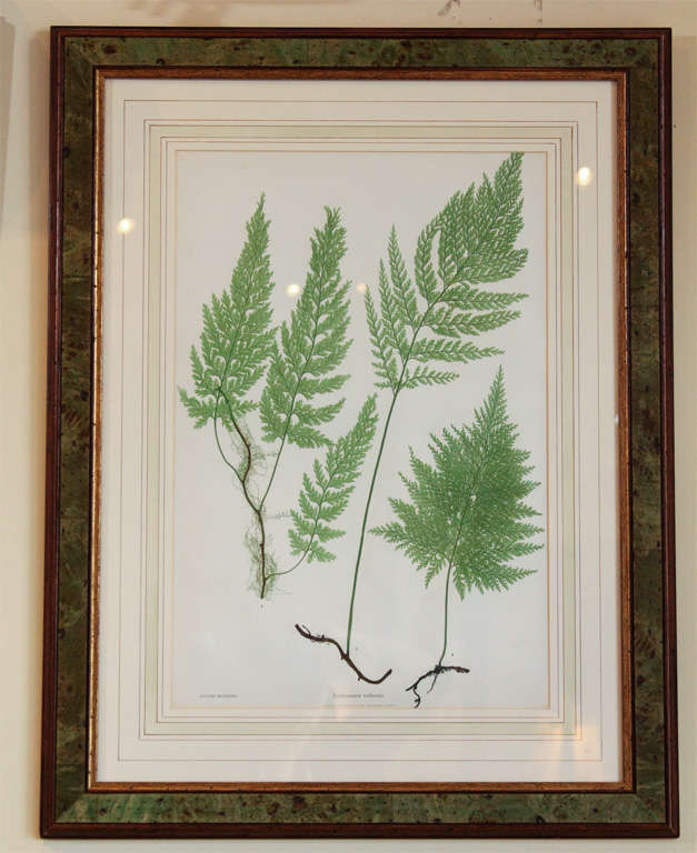 A framed fern print from “The Ferns of Great Britain and Ireland” published in 1855 by Bradbury and Evans using the technique of Nature Printing. This technique used the actual ferns to create the printing plate. The plates were then hand coloured. 
