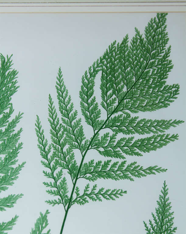 Framed Fern Prints In Good Condition For Sale In Seattle, WA