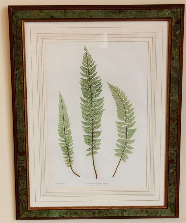 Framed Fern Prints