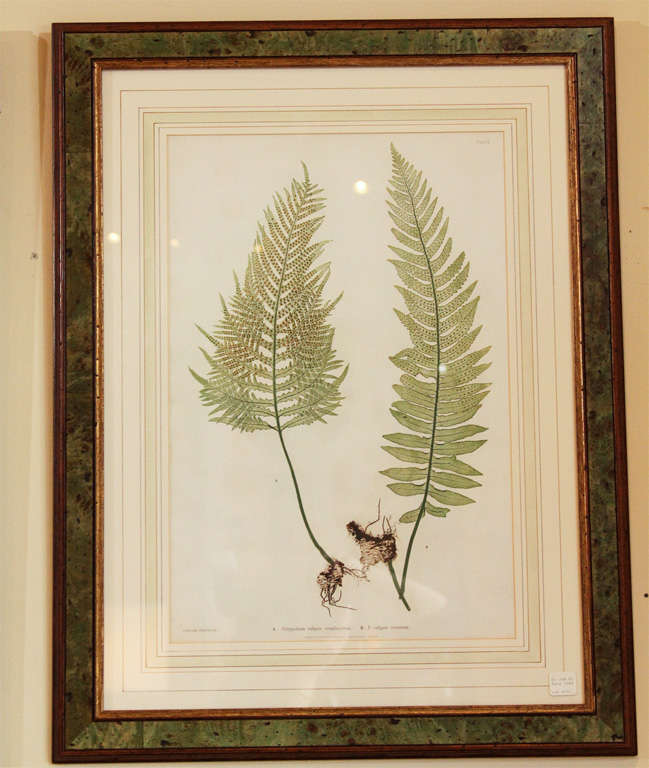 Framed Fern Prints