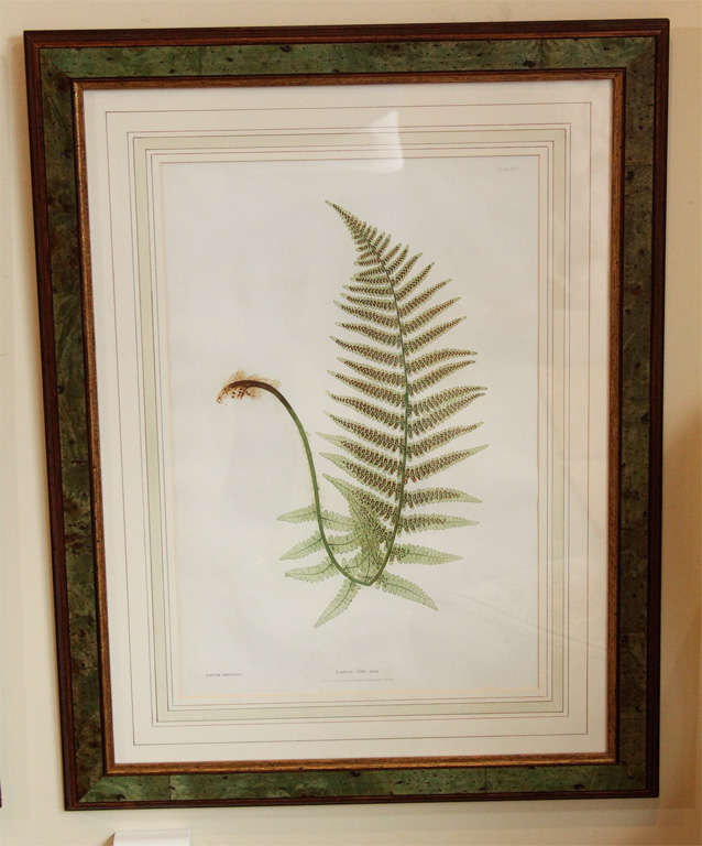 Framed Fern Prints