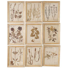 Rare collection of 19th Century Pressed Leaves