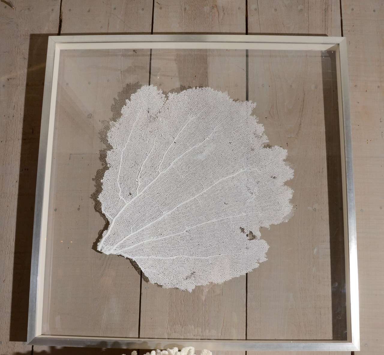 Natural Sea Fan in Silvered Wood Frame