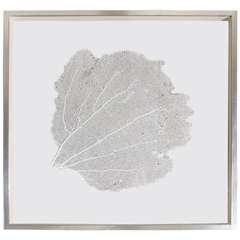 Natural Sea Fan in Silvered Wood Frame