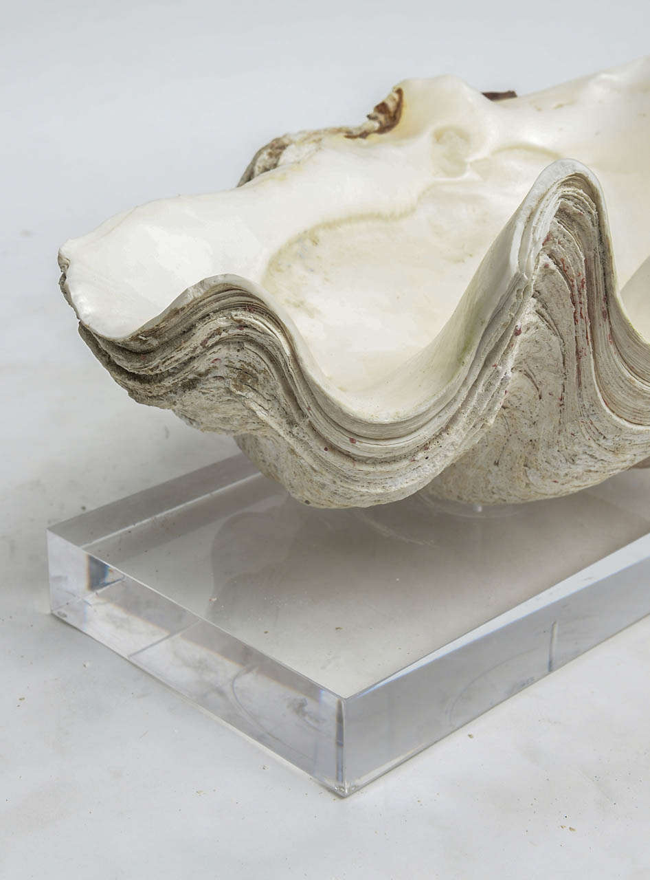 Unknown Pair of Lucite-Mounted Giant Clam Shells