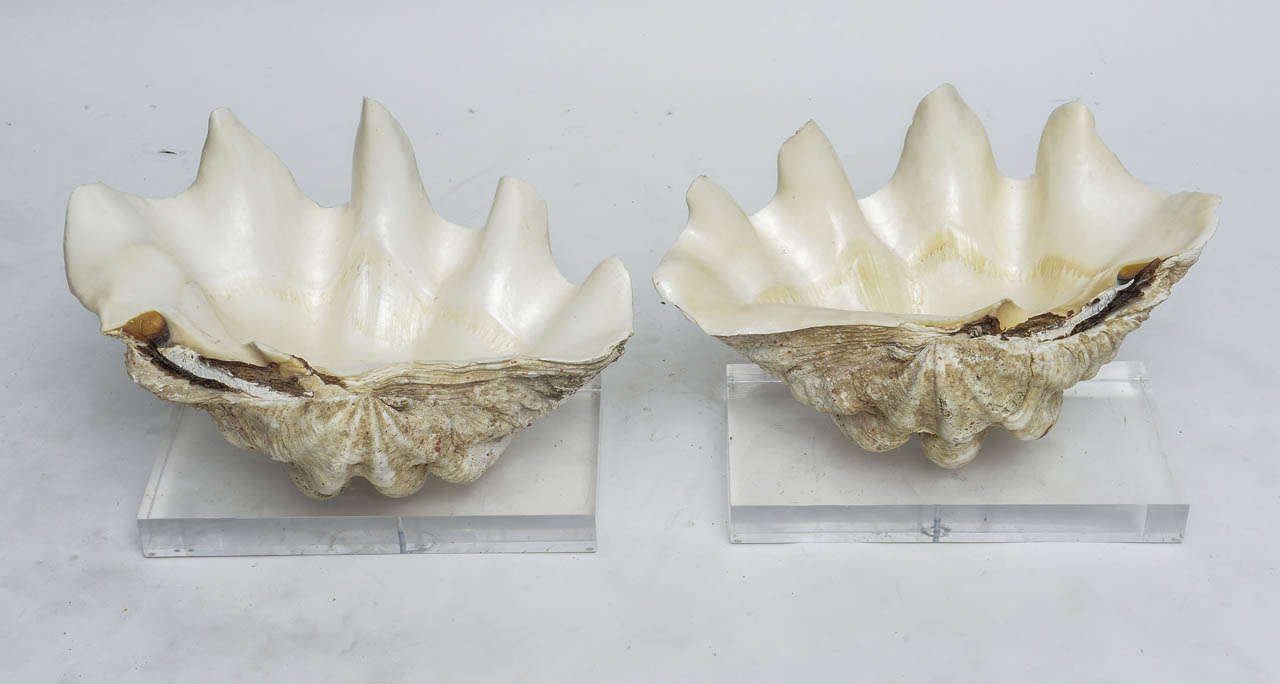 Pair of Lucite-Mounted Giant Clam Shells 1