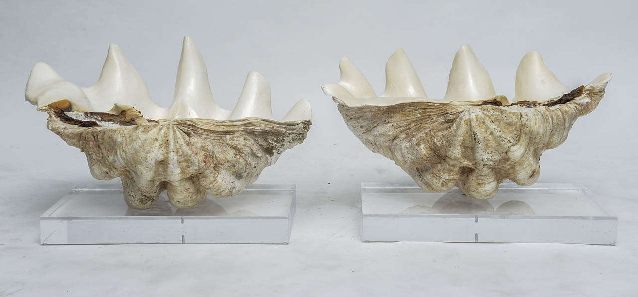 Pair of Lucite-Mounted Giant Clam Shells 2