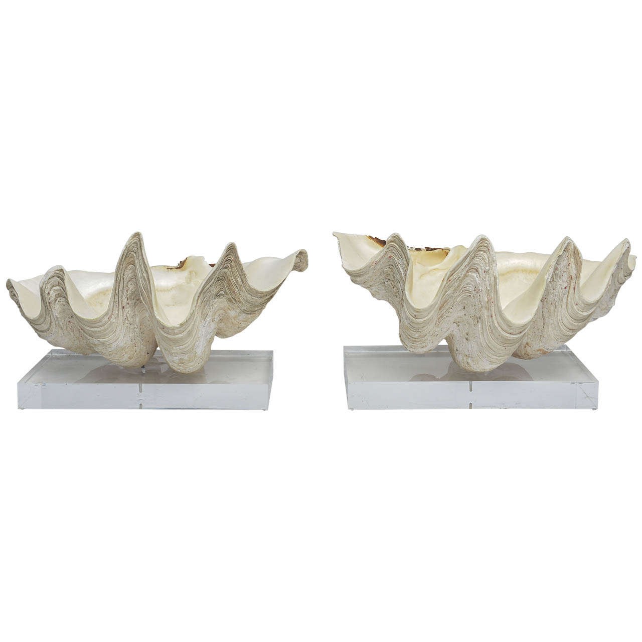 Pair of Lucite-Mounted Giant Clam Shells