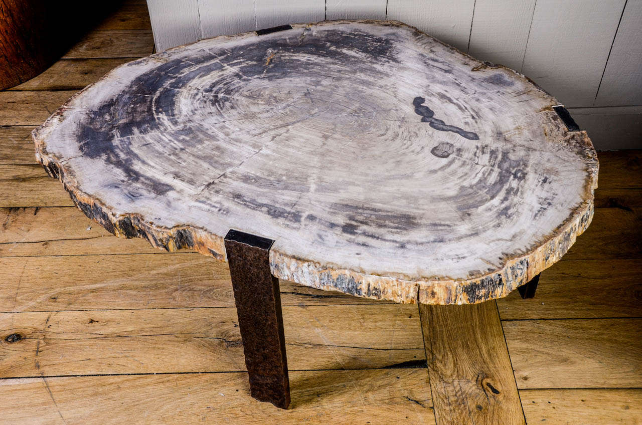 Pair of Oval Coffee Tables with Petrified Wood Top and Tripod Base