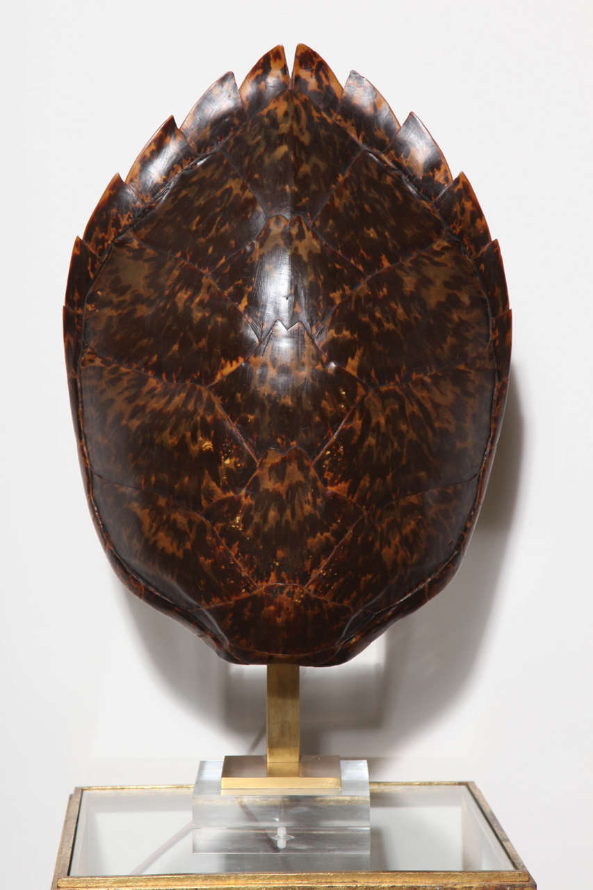 Tortoise Shell Lamp