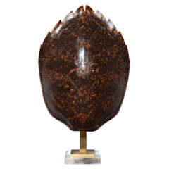 Tortoise Shell Lamp