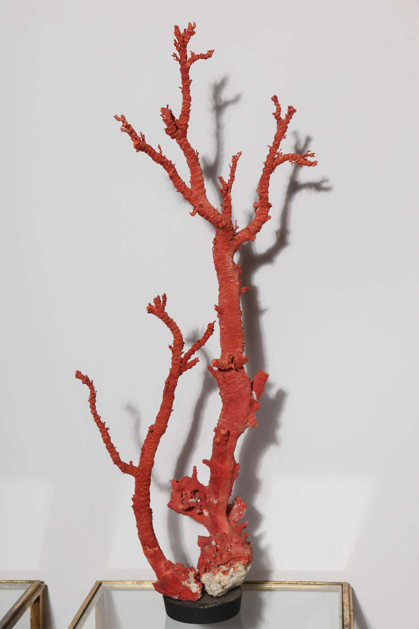 Coral Branch