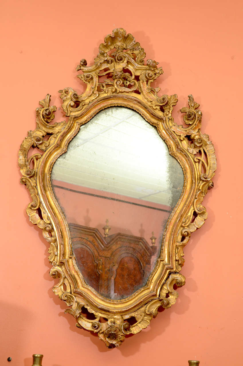 A pair of Italian carved gilt wood Rococo Cartouche form mirrors.