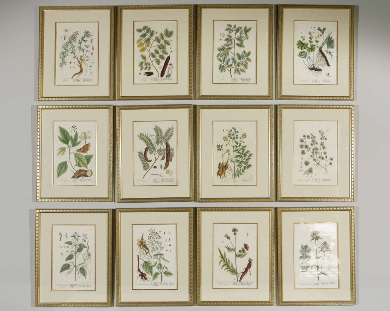 Gerahmte botanische Drucke des 18. Jahrhunderts (Französisch) im Angebot