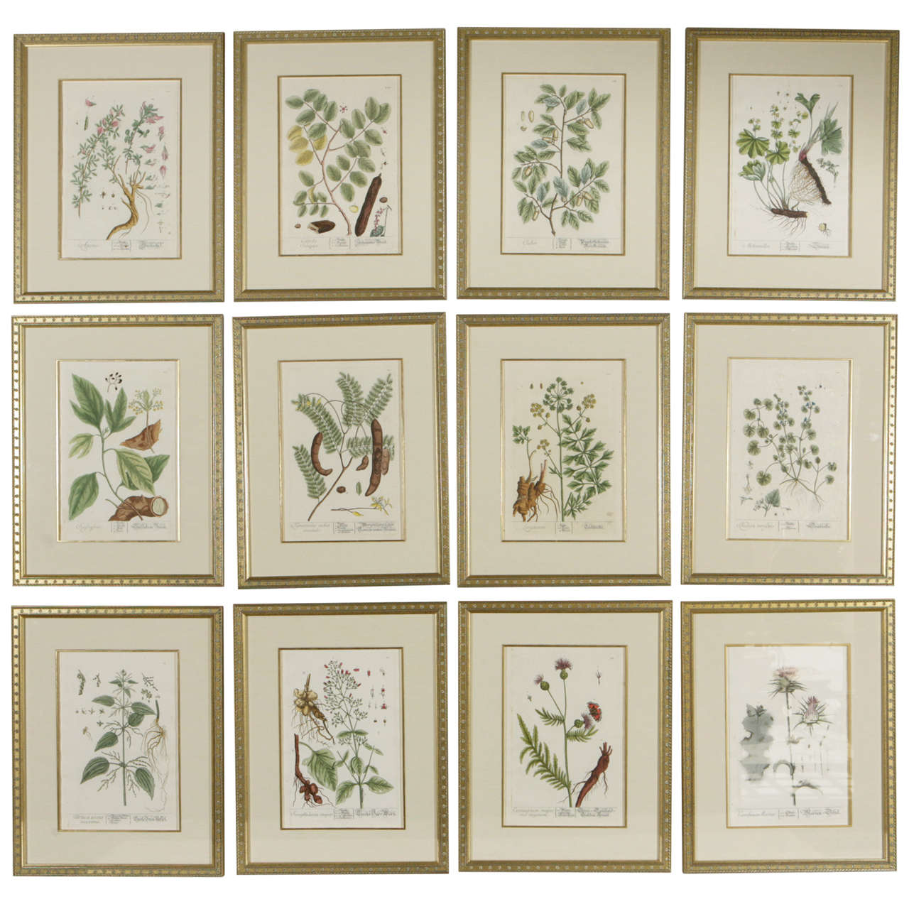 18th century Hand Tinted Assorted Framed Botanicals by Elizabeth Blackwell.  The image measurement is 12.5 inches h x 8.5 inches w.  The framed prints are priced individually. The price listed below is for one framed Botanical.