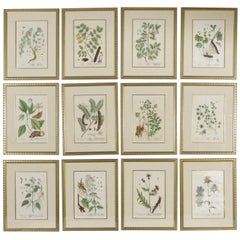 18th Century Framed Botanical Prints
