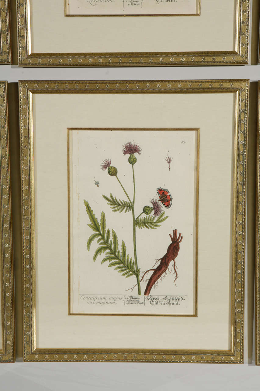 Gerahmte botanische Drucke des 18. Jahrhunderts (18. Jahrhundert und früher) im Angebot