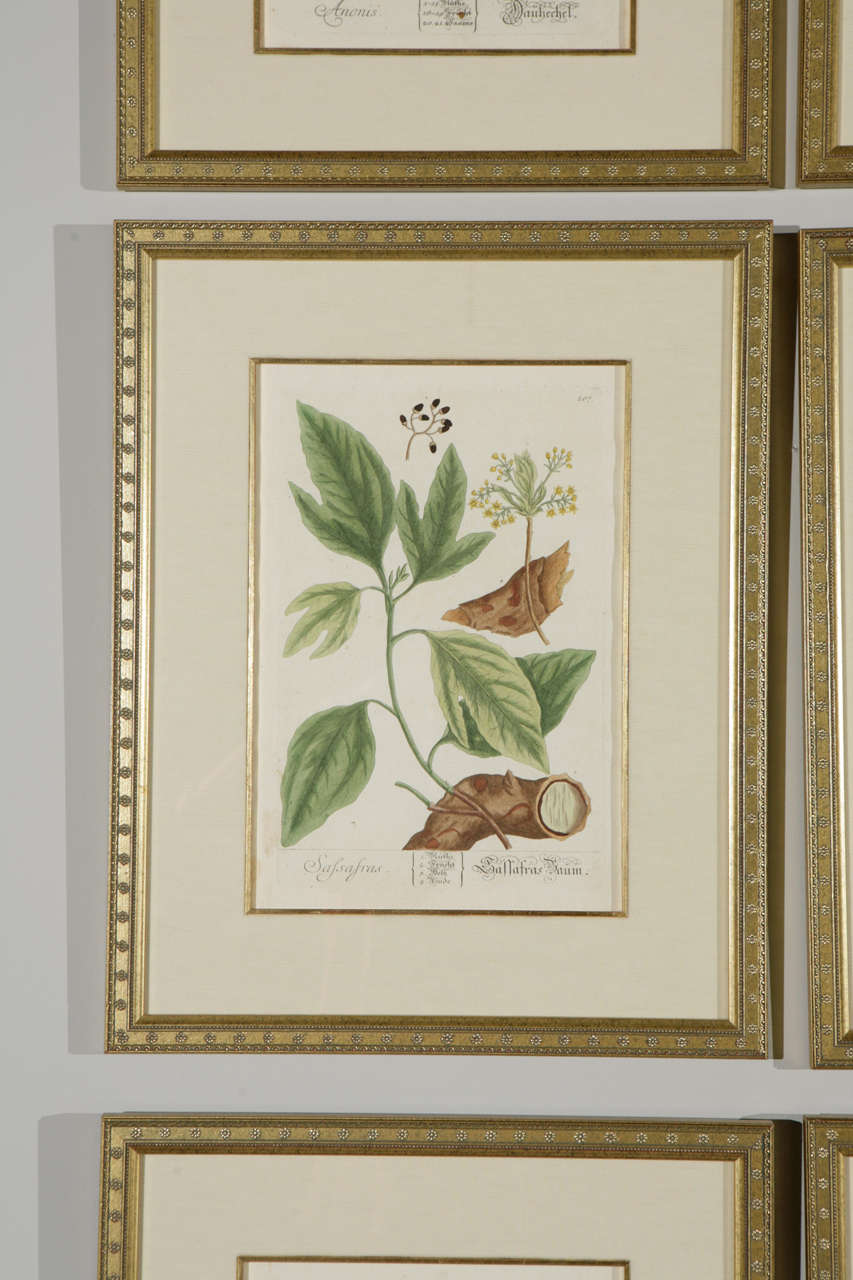 18th Century Framed Botanical Prints For Sale 1