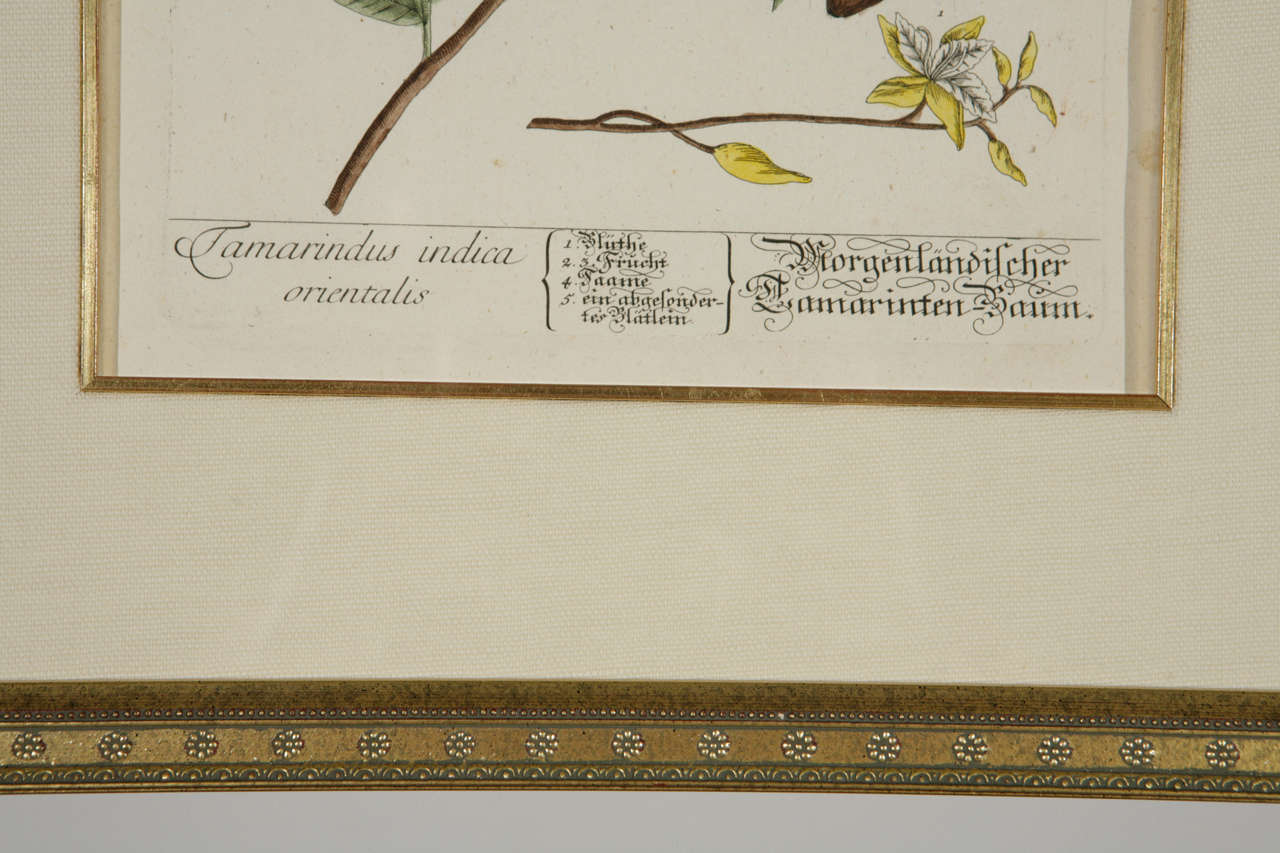 Gerahmte botanische Drucke des 18. Jahrhunderts im Angebot 5
