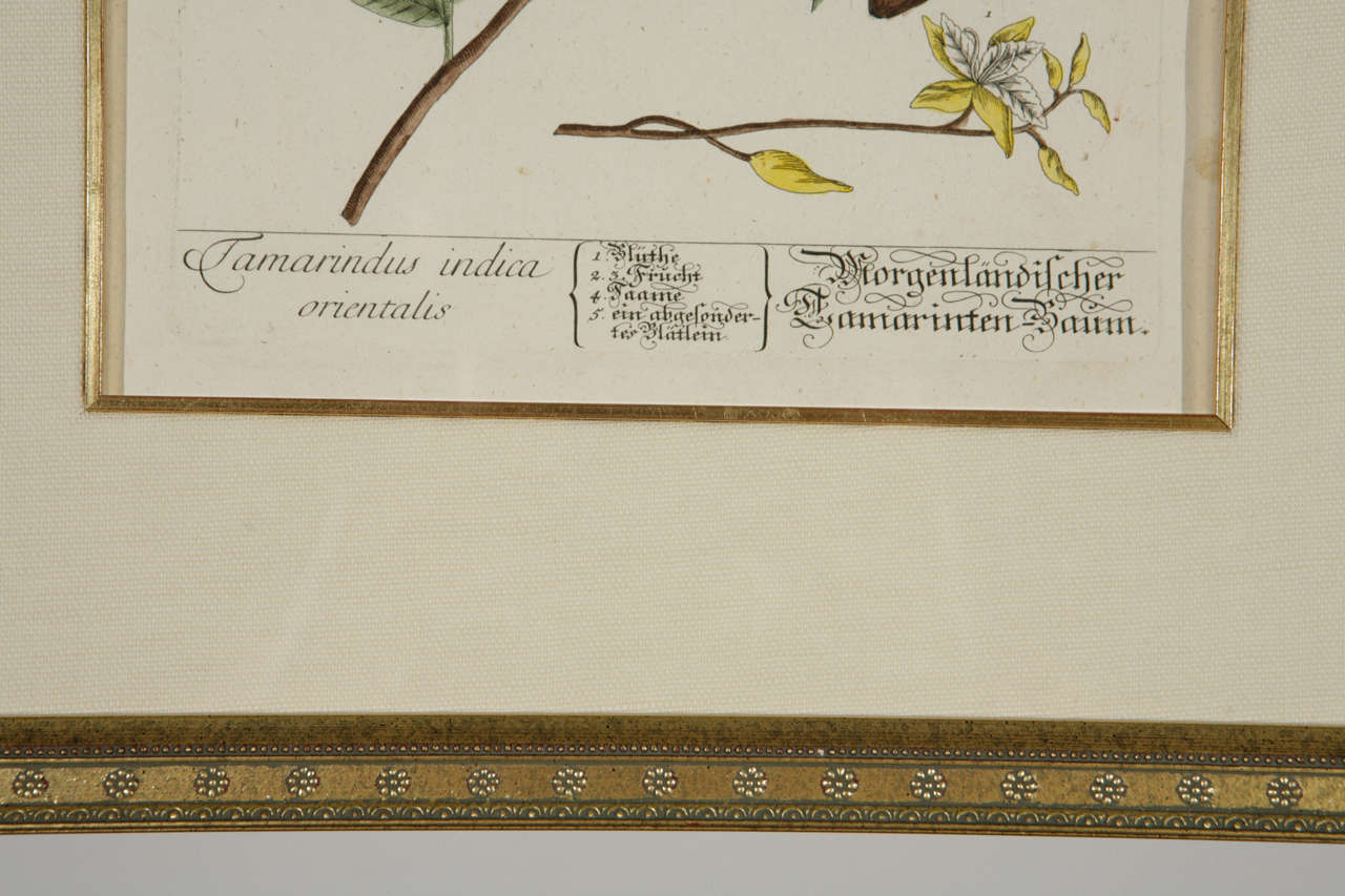 Gerahmte botanische Drucke des 18. Jahrhunderts im Angebot 4
