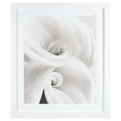 Gorgeous Framed Photograph "Fleur 1 "by Sondra Wampler 3