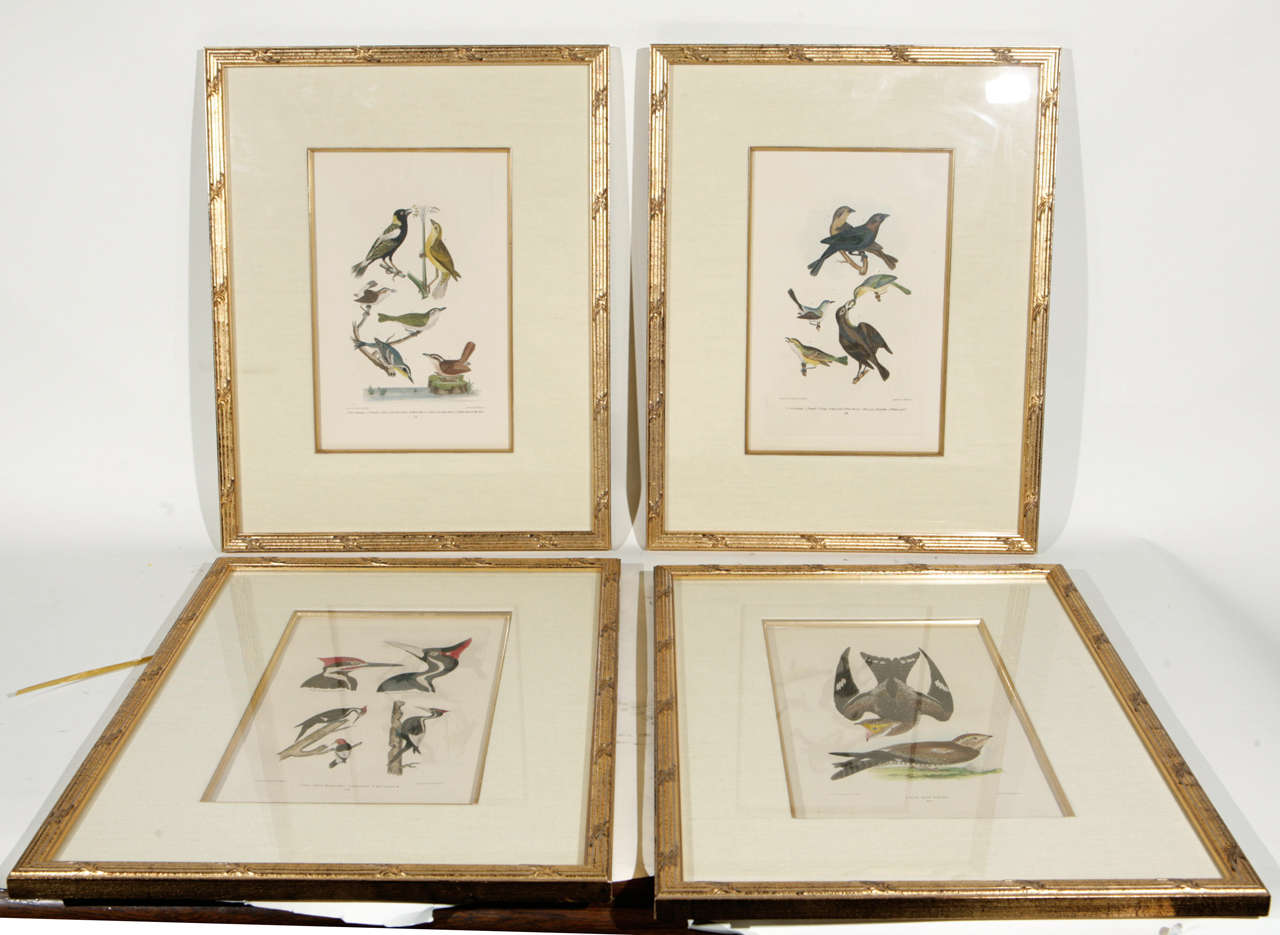 19th c. Assorted Framed Hand Tinted Prints of Birds.  The images are 10 inches h x 6.75 inches w. The framed prints are priced individually.