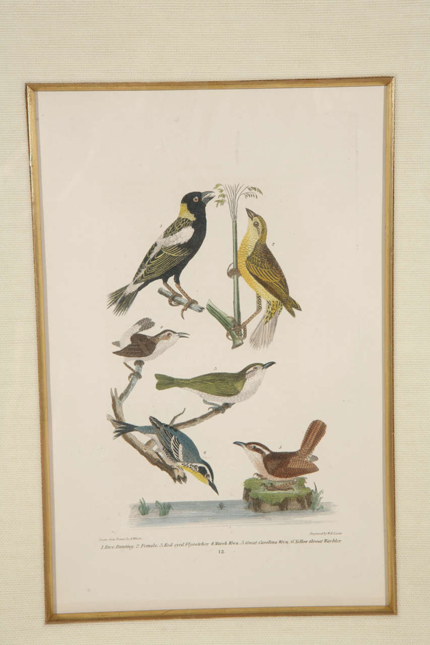 framed bird prints