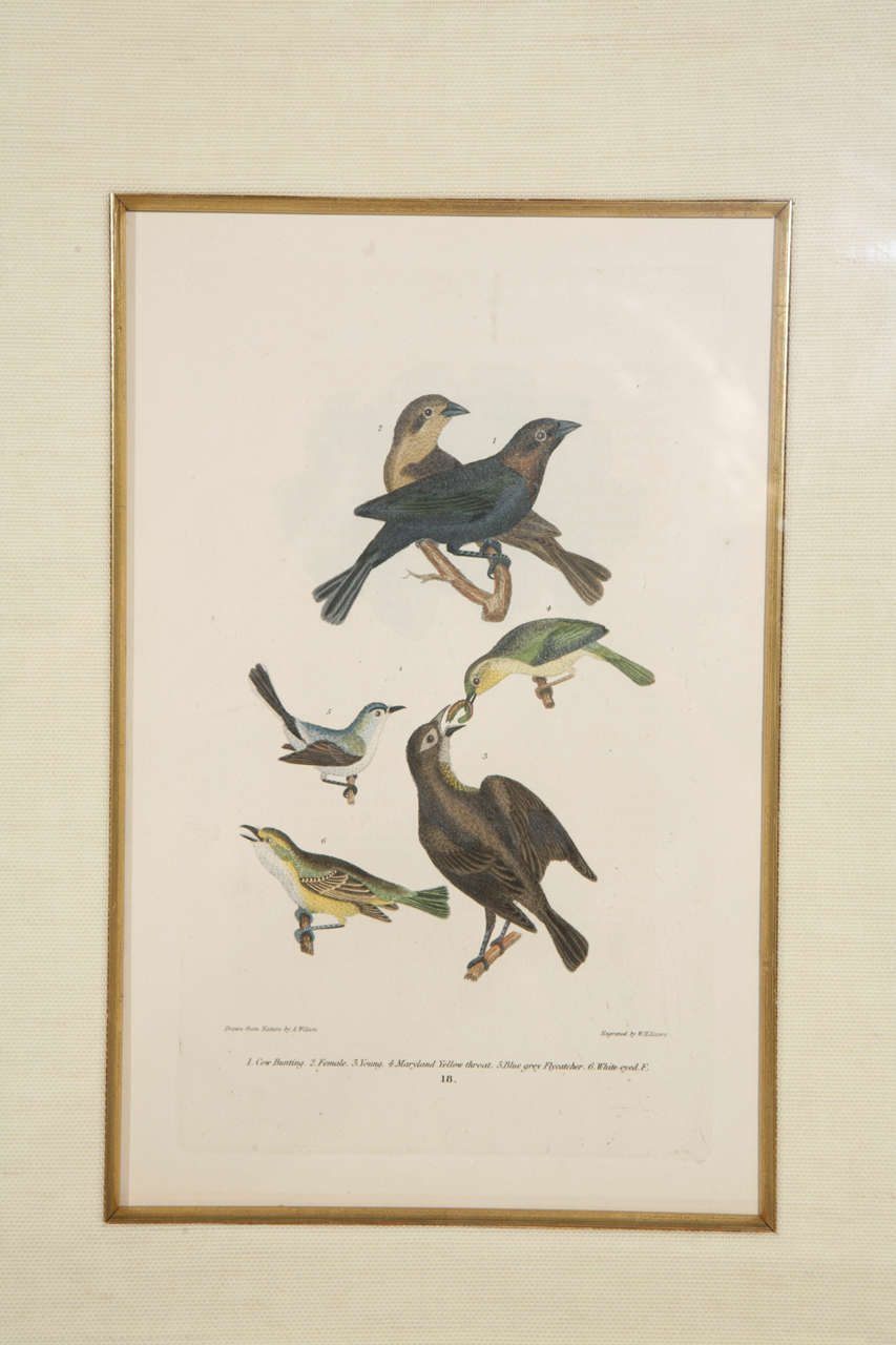 bird lithographs
