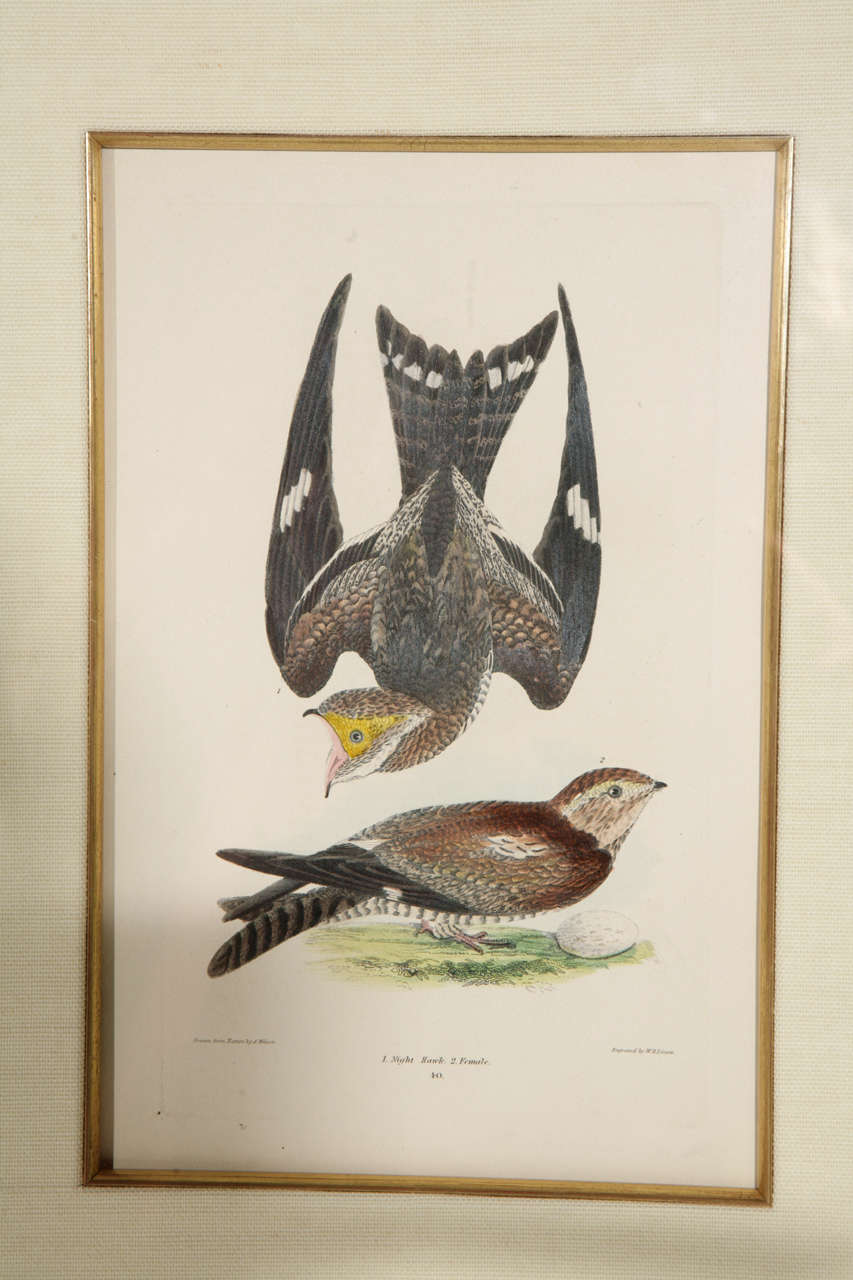 German 19th c. Framed Bird Print